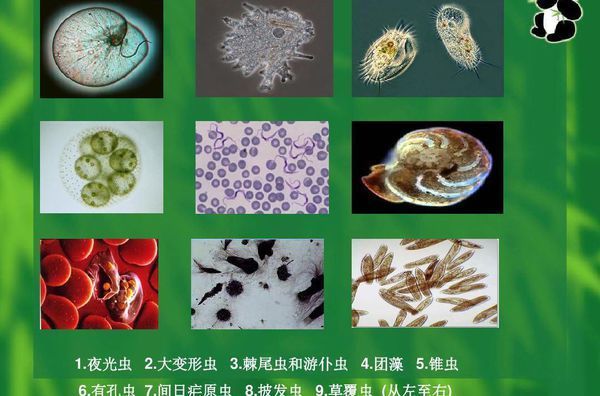 原生生物是什么?